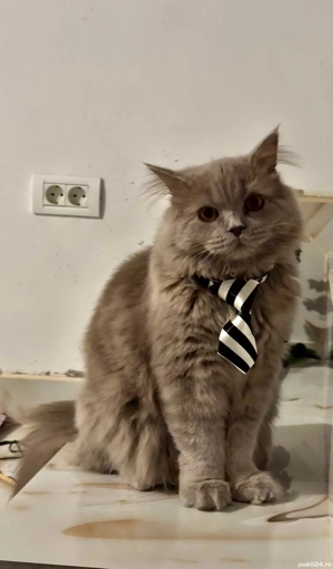 british long hair  - imagine 2 british long hair  - imagine 2