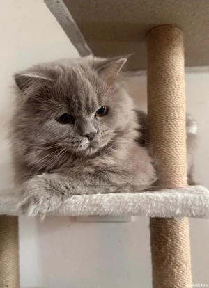 british long hair  - imagine 3 british long hair  - imagine 3