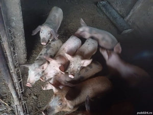 porci de vanzare  - imagine 2