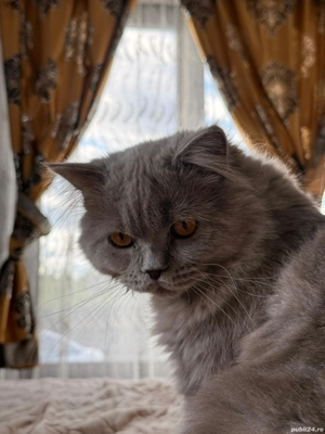 british long hair  - imagine 4 british long hair  - imagine 4