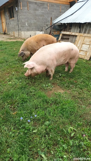 porci pentru sacrificat 