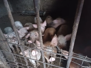 porci de vanzare  - imagine 3