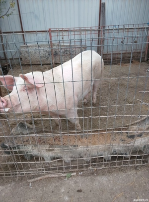 vând scroafa 17 lei kg 