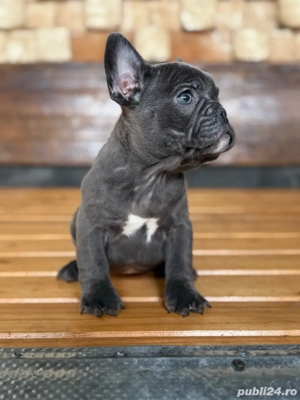 bulldog francez blue F  - imagine 2
