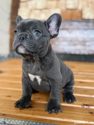 bulldog francez blue F  - imagine 5