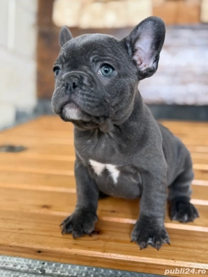 bulldog francez blue F  - imagine 4