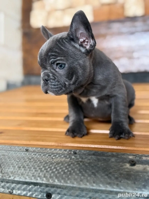 bulldog francez blue F  - imagine 3