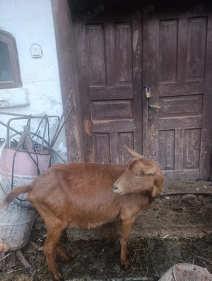 Capre alpine de vanzare - imagine 2 Capre alpine de vanzare - imagine 2