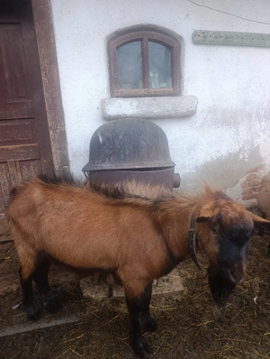 Capre alpine de vanzare