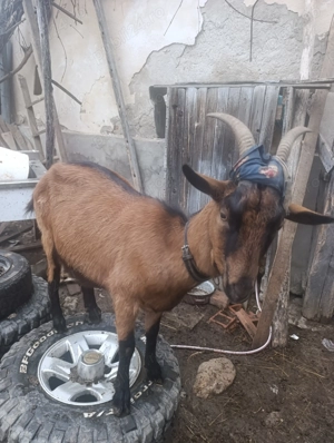 Capre alpine de vanzare - imagine 4 Capre alpine de vanzare - imagine 4