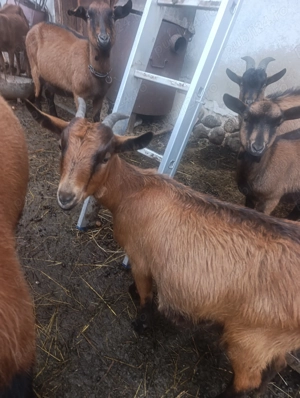 Capre alpine de vanzare - imagine 3 Capre alpine de vanzare - imagine 3