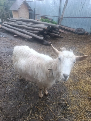 Capre alpine de vanzare - imagine 5 Capre alpine de vanzare - imagine 5