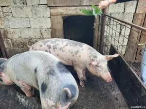 Vand porci  - imagine 3 Vand porci  - imagine 3