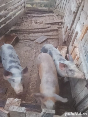 Vând porci 