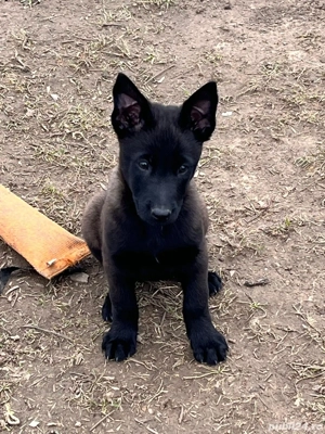 Malinois de vânzare 
