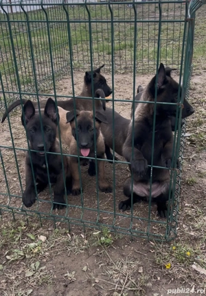 Malinois de vânzare  - imagine 2