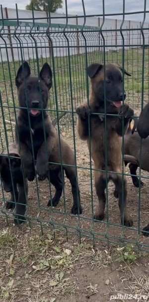 Malinois de vânzare  - imagine 3
