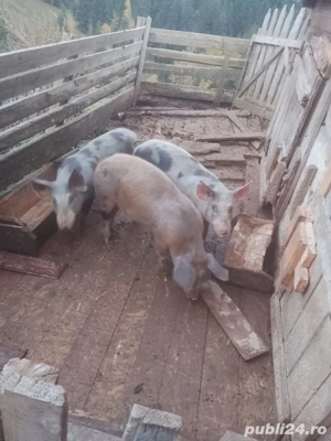 Vând porci  - imagine 3 Vând porci  - imagine 3
