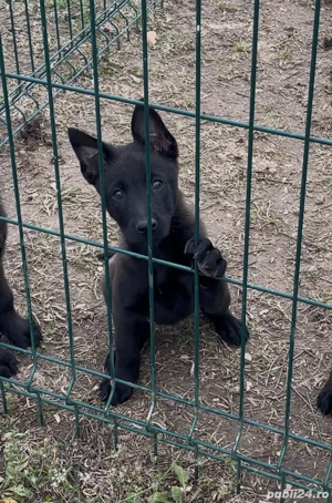 Malinois de vânzare  - imagine 4