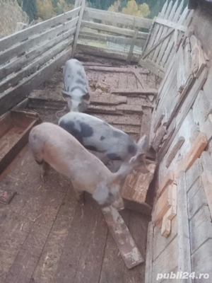 Vând porci  - imagine 2 Vând porci  - imagine 2
