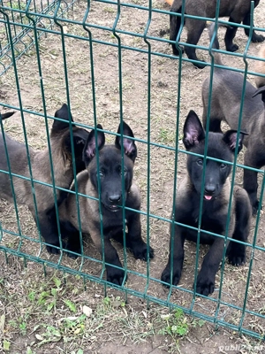 Malinois de vânzare  - imagine 5