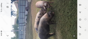 Porci de vanzare 