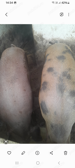 Porci de vanzare  - imagine 3