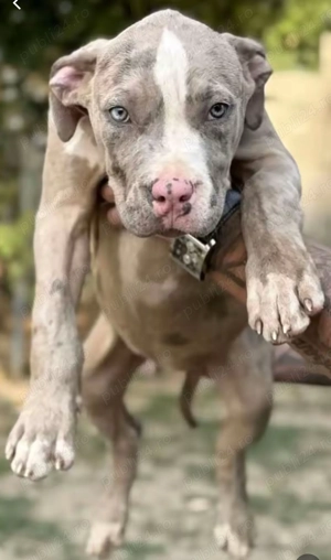 American Bully XL  - imagine 2