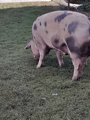 Porci de vanzare  - imagine 4