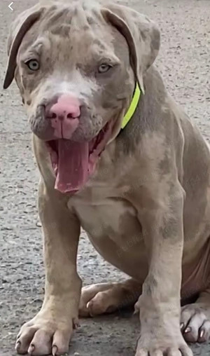 American Bully XL  - imagine 4