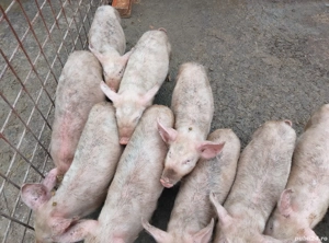 vând purcei 8 săptămâni 10 bucăți masculi 550lei Ghiță Densuș 
