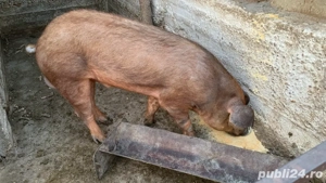 Vand sau schimb vier duroc 