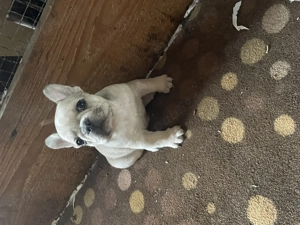 Vand pui buldog francez - imagine 3