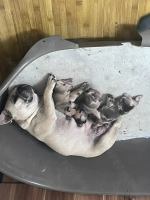 Vand pui buldog francez - imagine 2