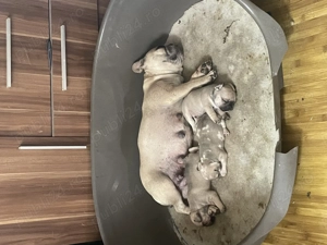 Vand pui buldog francez - imagine 4