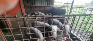 Purcei de vânzare - imagine 3