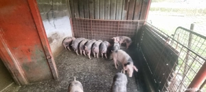 Purcei de vânzare - imagine 4