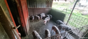 Purcei de vânzare - imagine 2