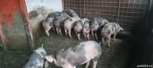 Purcei de vânzare - imagine 5