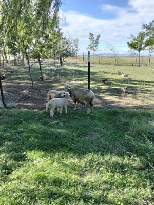 Oaie tânără cu miel - imagine 2