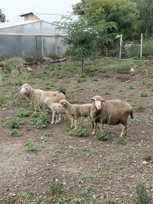 Oaie tânără cu miel - imagine 3