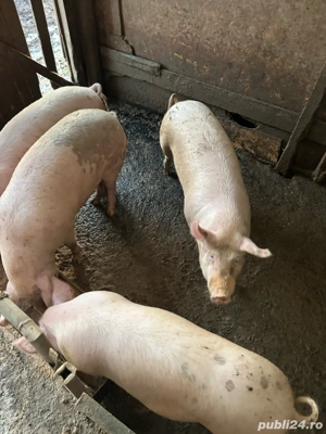 Porci  pt masa de craciun 