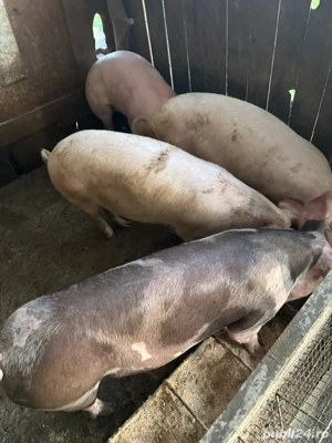 Porci  pt masa de craciun  - imagine 2