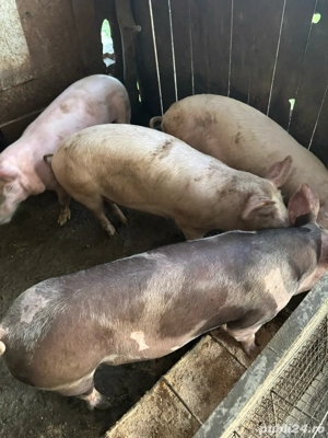 Porci  pt masa de craciun  - imagine 3