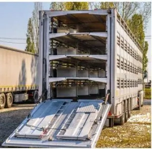 Achiziții miei cârlani