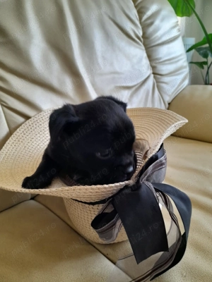 Mops Pug Pui Masculi si Femele