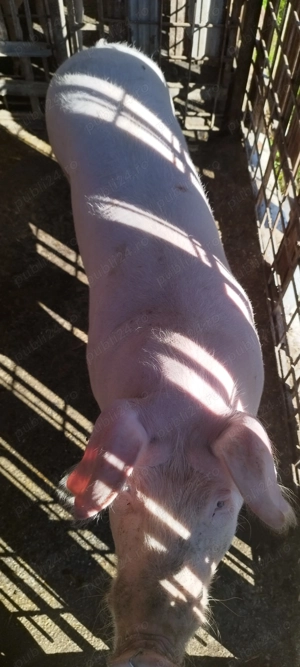 Vând porci pentru taiat  - imagine 4 Vând porci pentru taiat  - imagine 4