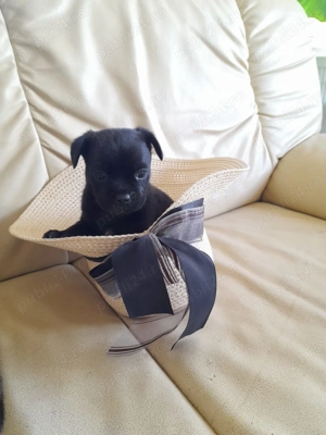 Mops Pug Pui Masculi si Femele - imagine 3