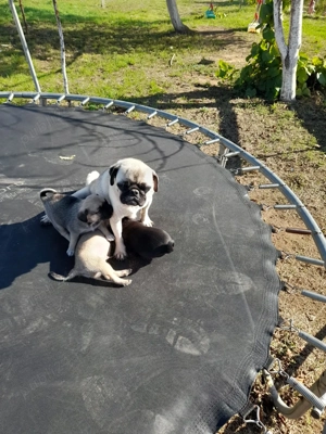 Mops Pug Pui Masculi si Femele - imagine 4