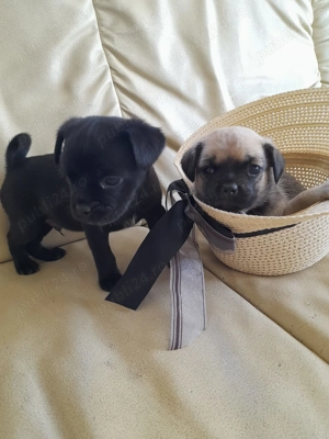 Mops Pug Pui Masculi si Femele - imagine 2